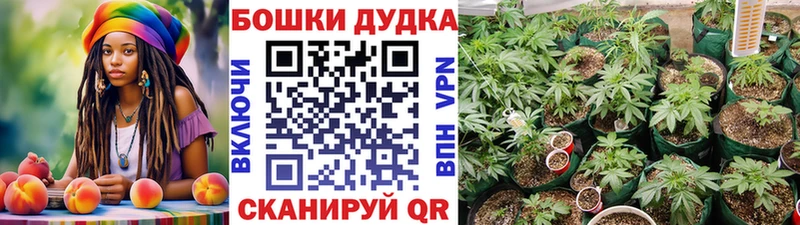 Бошки Шишки конопля Луза